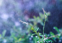 重磅！伊萨克转会利物浦迎24小时倒计时，纽卡斯尔突袭新计划